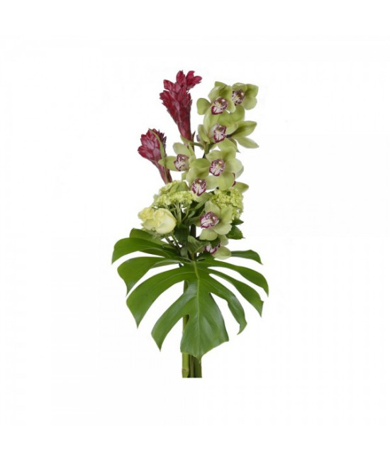 L'orchidée en toute splendeur